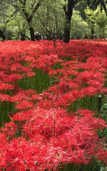 Spider lilies are in full bloom in Kinchakuda Park.